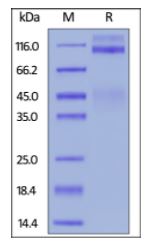Cynomolgus IGF-I R on SDS-PAGE under reducing (R) condition. The gel was stained overnight with Coomassie Blue. The purity of the protein is greater than 90%.